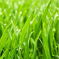 Microgreens