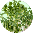 Microgreens