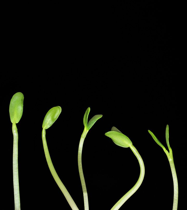 Plant Image
